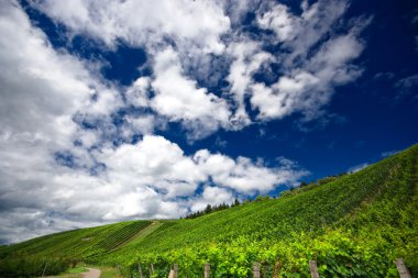 Vineyard satırları Almanya