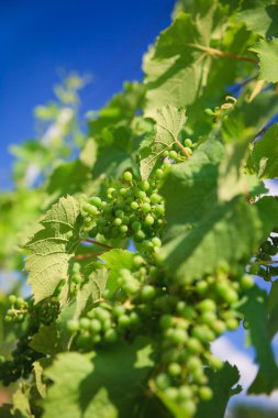 Vineyard satırları