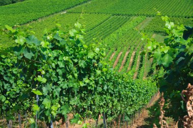 Vineyard satırları