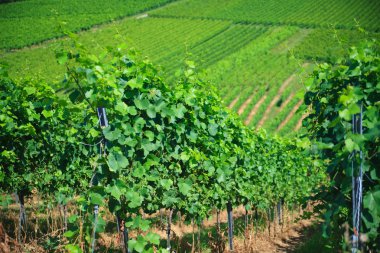 Vineyard satırları