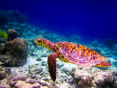 Hawksbill Turtle swiming like flying clipart