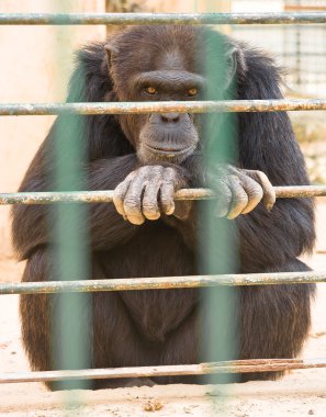 Gorilla in zoo clipart