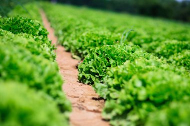 Beautiful, big, green cabbage from ecological farm clipart