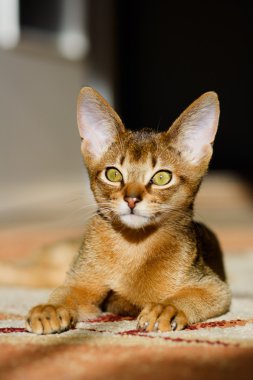 Young Abyssinian cat in action clipart