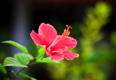 Pink Hibiscus clipart