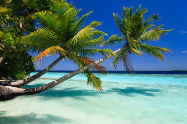 Tropical Paradise at Maldives clipart