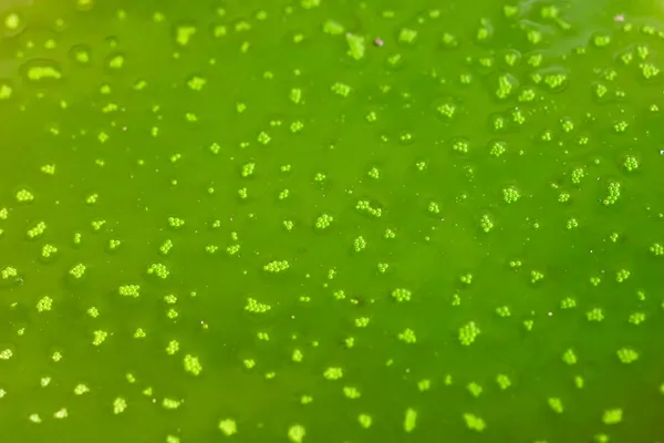 stock image Green texture