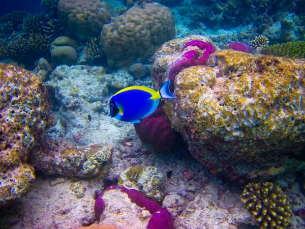 Maldivler su dünya altında | — Stok fotoğraf