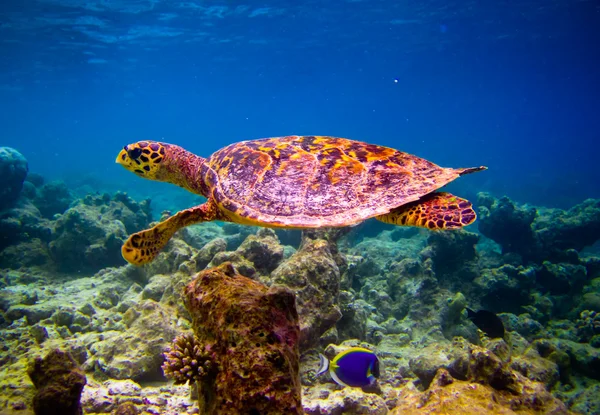 Hawksbill Turtle nuota come se volasse — Foto Stock