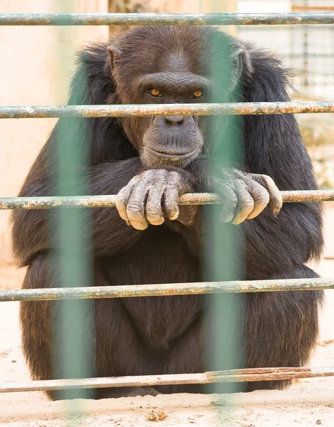 stock image Gorilla in zoo