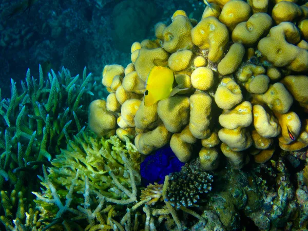 A víz alatti világ a Maldív-szigetek — Stock Fotó