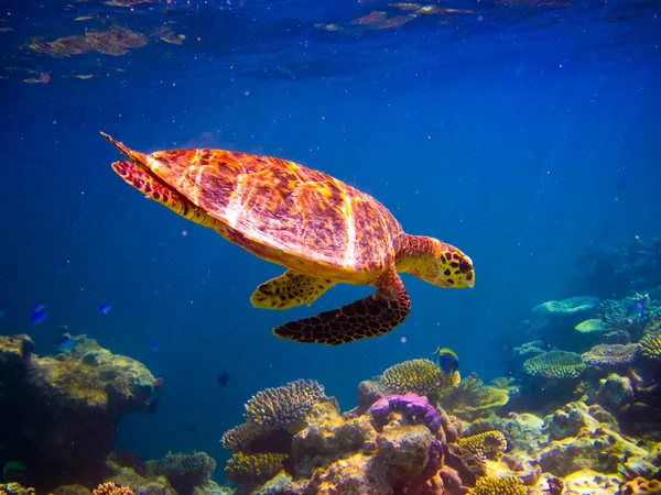 Hawksbill черепаха плавальний як літаючий — стокове фото