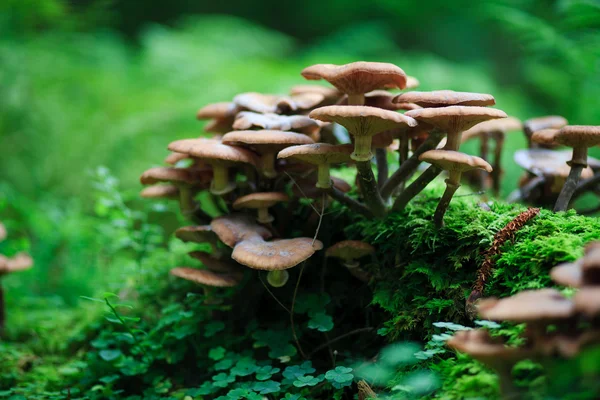 stock image Fungi