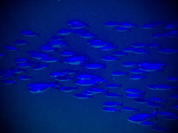 A víz alatti világ a Maldív-szigetek — Stock Fotó