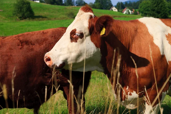 Vache sur les terres agricoles — Photo