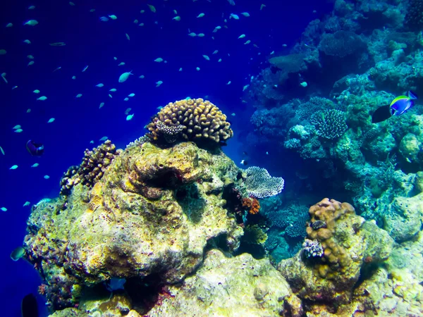 Under vatten värld på Maldiverna — Stockfoto