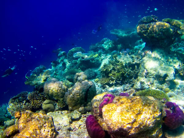 Under water world at Maldives — Stock Photo, Image