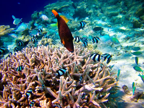 Підводний світ на Мальдівах — стокове фото