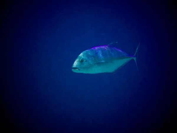 Podwodny świat w Malediwy — Zdjęcie stockowe