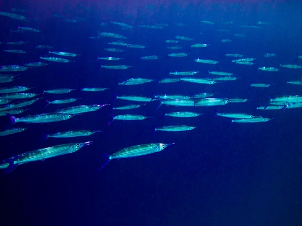 Monde sous-marin aux Maldives — Photo