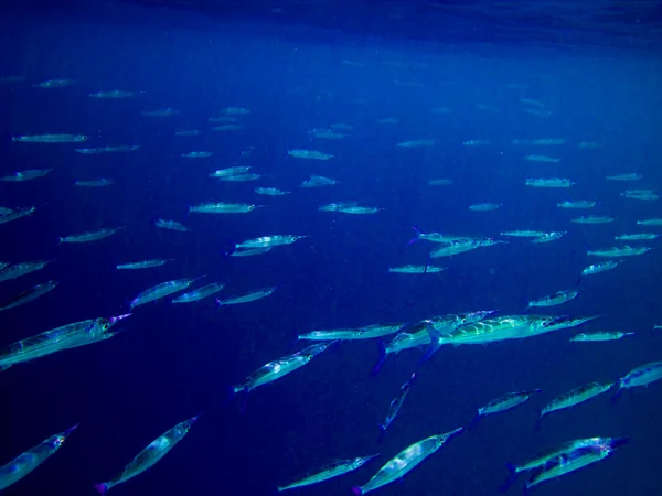 Podwodny świat w Malediwy — Zdjęcie stockowe