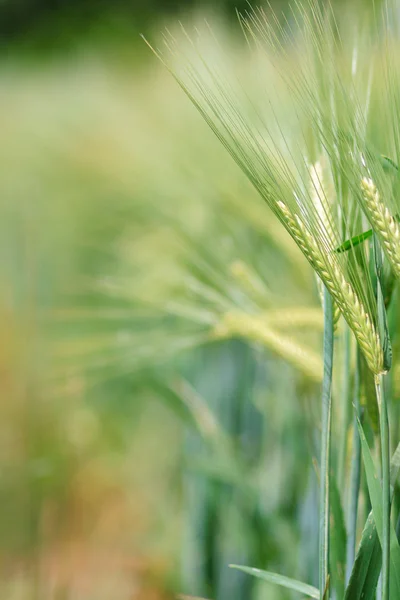 Geel graan dat klaar is om te oogsten op een akkerland — Stockfoto