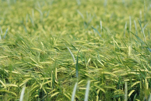Grain jaune prêt à être récolté dans un champ agricole — Photo