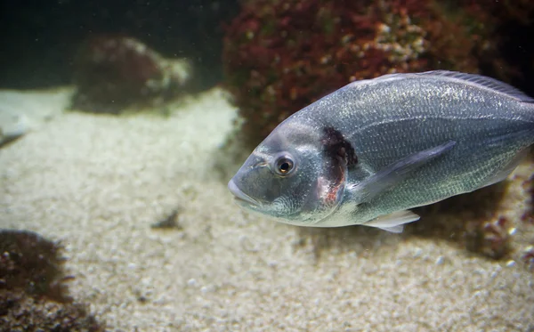 Alatt watter világban az állatokkal, mint a hal — Stock Fotó
