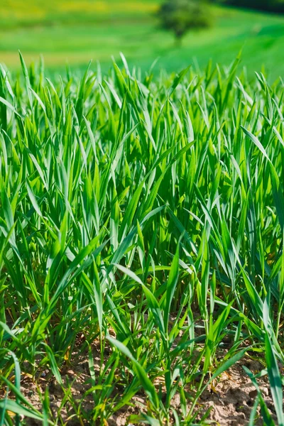 バック グラウンドで新鮮な緑の草 — ストック写真