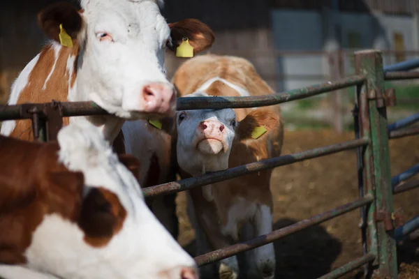 農地の動物: 牛 — ストック写真