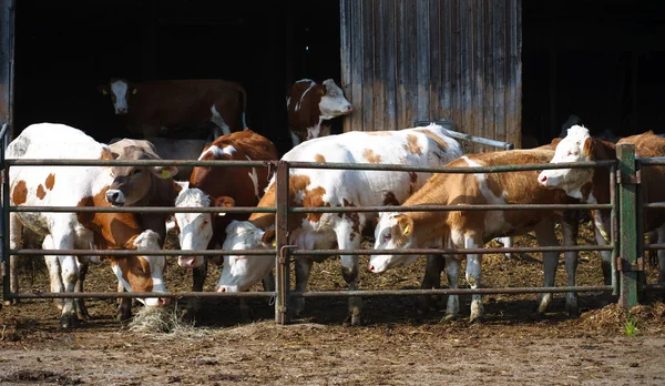 在农田上的动物: 牛 — 图库照片