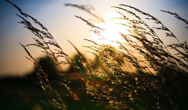 Coucher de soleil et herbe avec une belle couleur à l'arrière-plan — Photo