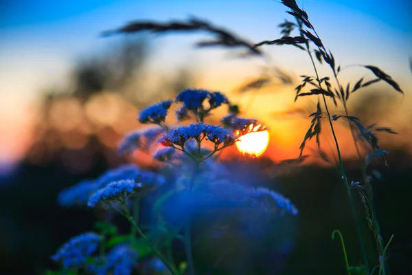 Gün batımı ve otlar ile güzel bir renk arka plan — Stok fotoğraf