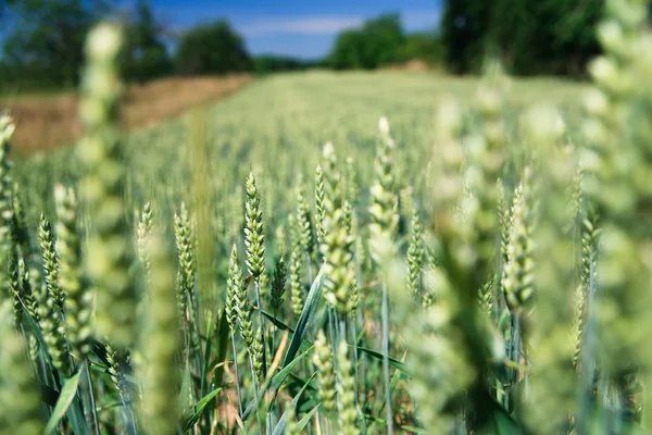 Milho verde fresco no campo de milho com céu azul como fundo — Fotografia de Stock