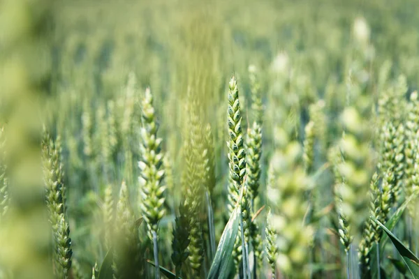 Verse groene maïs op cornfield met blauwe hemel als achtergrond — Stockfoto