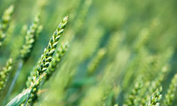 Čerstvé zelené obilí na kukuřičném poli s modrou oblohu jako pozadí — Stock fotografie