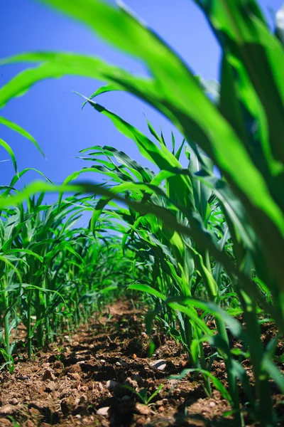 Ряд кукурузы на сельскохозяйственном поле . — стоковое фото