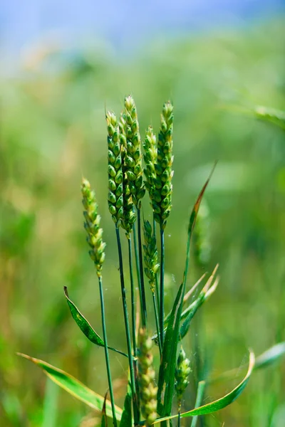 Świeży zielony kukurydza — Zdjęcie stockowe