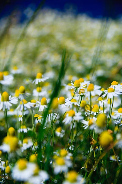 Весеннее травяное поле с множеством белых маргариток — стоковое фото