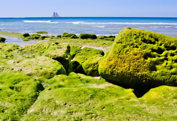 En båt i bakgrunden på portugal algarve på morgonen på grön — Stockfoto