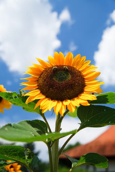 Čerstvý slunečnice na modré obloze jako pozadí — Stock fotografie