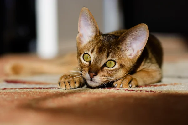 Молодой абиссинский кот в действии — стоковое фото