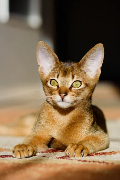 Młody kot Abisyński w akcji — Zdjęcie stockowe