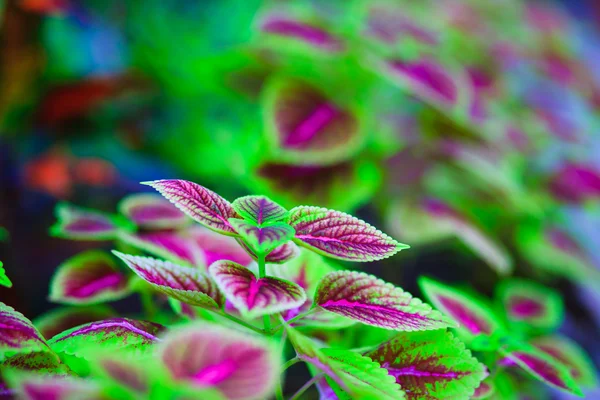 Folhas frescas — Fotografia de Stock