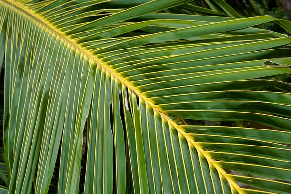 Palms — Stock Photo, Image