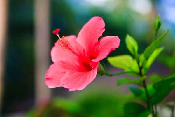 stock image Pink Hibiscus