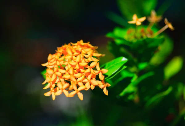Geparfumeerde perfectie plumeria frangipani — Stockfoto