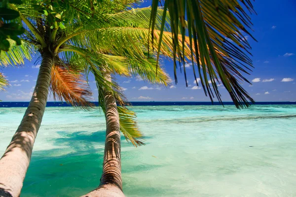 在马尔代夫的热带天堂 — 图库照片
