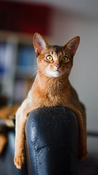 アビシニア猫 — ストック写真