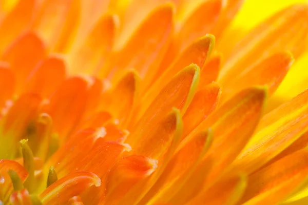 Macro de una flor amarilla —  Fotos de Stock